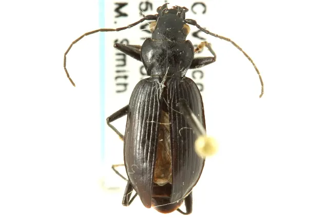 Nebria darlingtoni