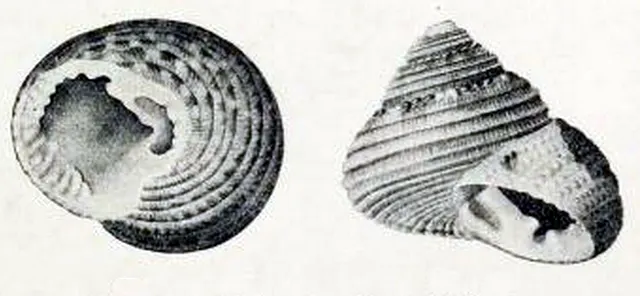 Clanculus johnstoni