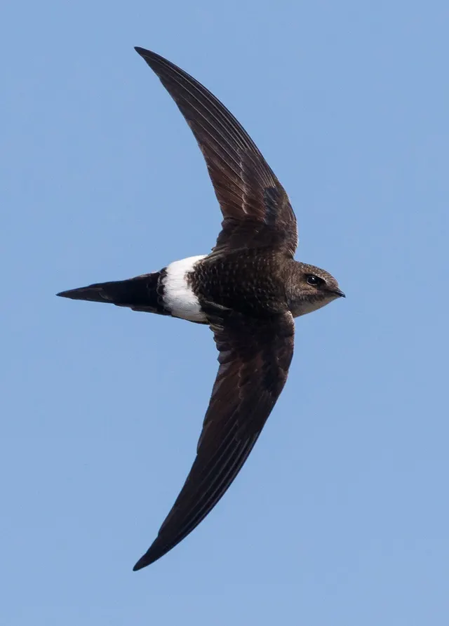 Pacific swift