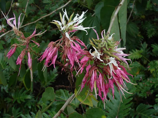 Bauhinia