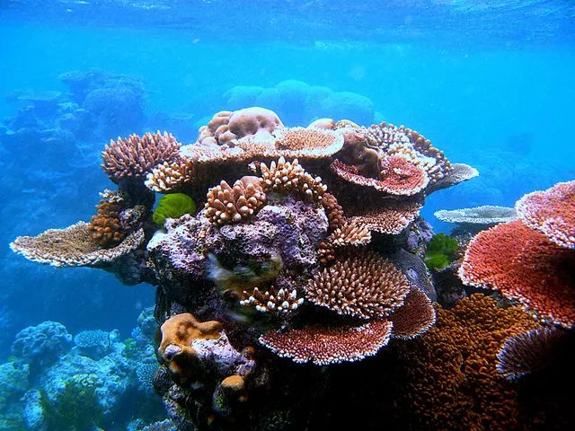Anthozoa