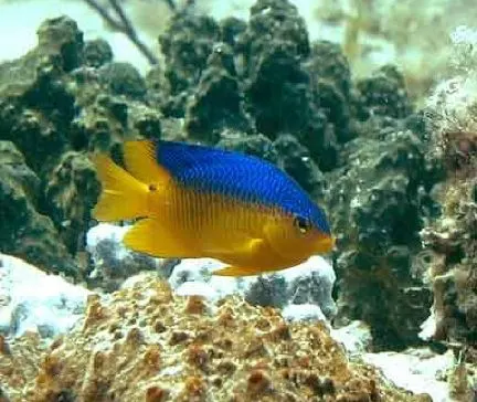 Poisson-demoiselle