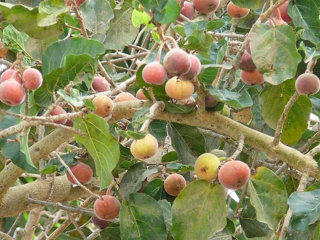 Ficus sycomorus