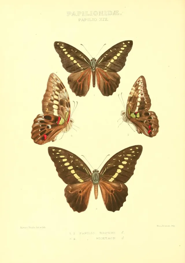 Graphium browni
