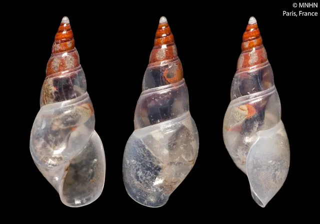 Annulobalcis vinarius
