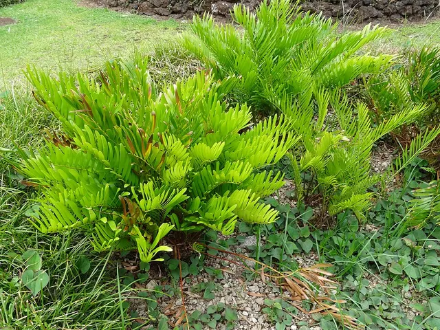 Arrowroot