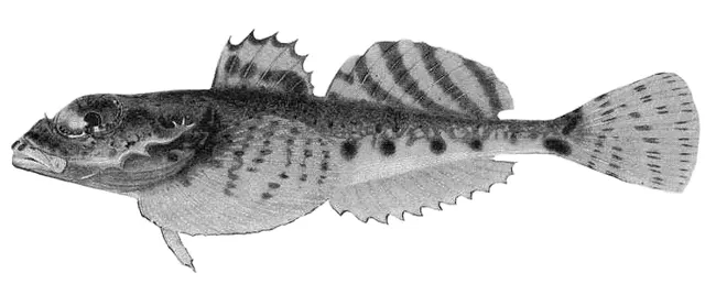 Cottiusculus