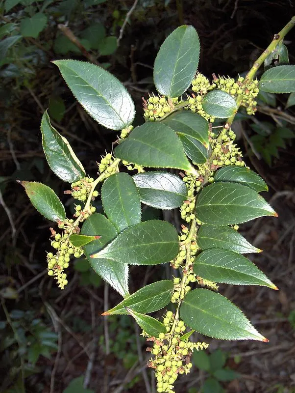 Leucothoe fontanesiana