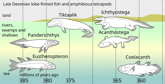 Evolution of tetrapods