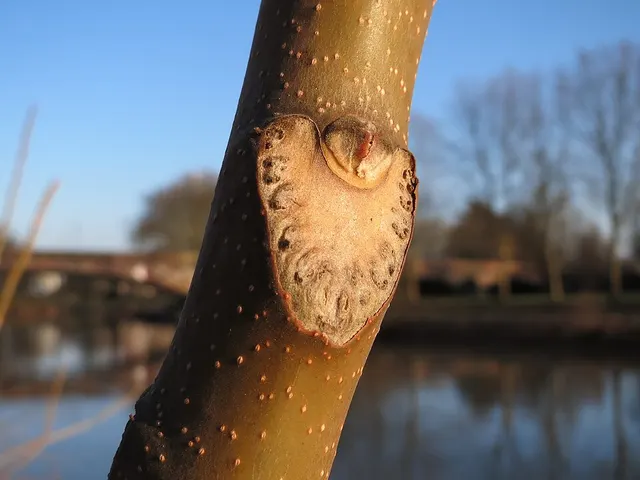 Leaf scar