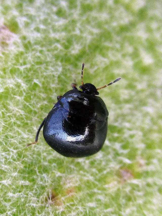 Coptosoma