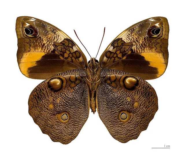 Opsiphanes