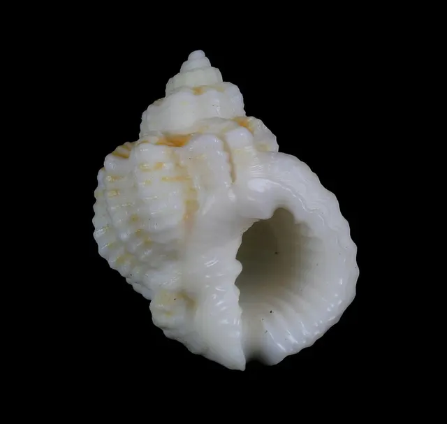 Bivetopsia rugosa