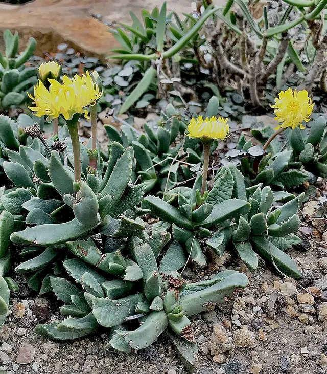 Carruanthus ringens