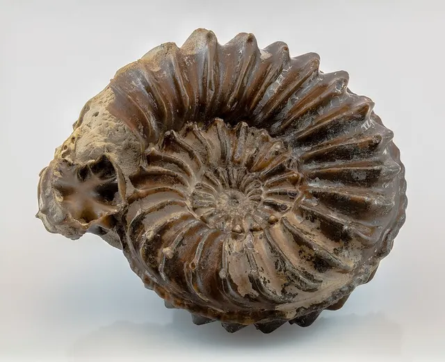 Pleuroceras