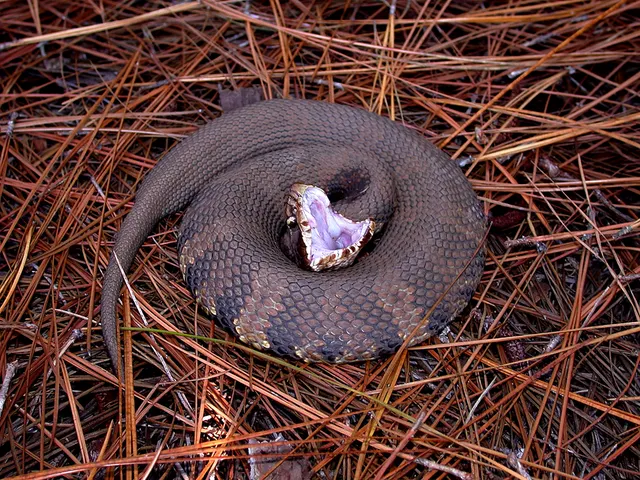 Agkistrodon piscivorus