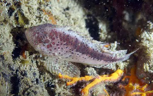 Marbled stingfish