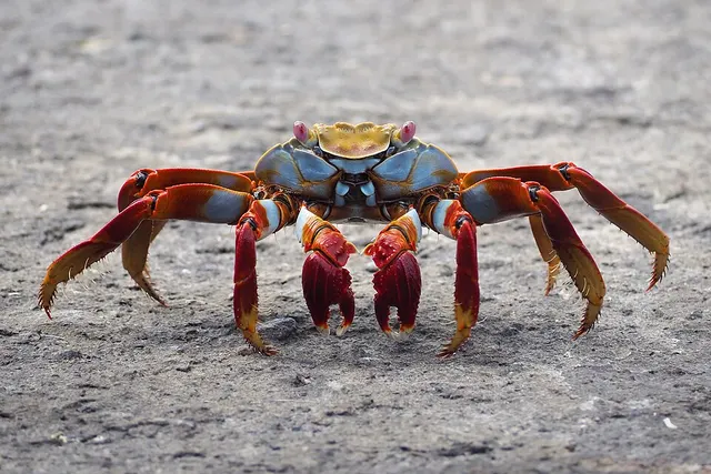 Grapsus grapsus