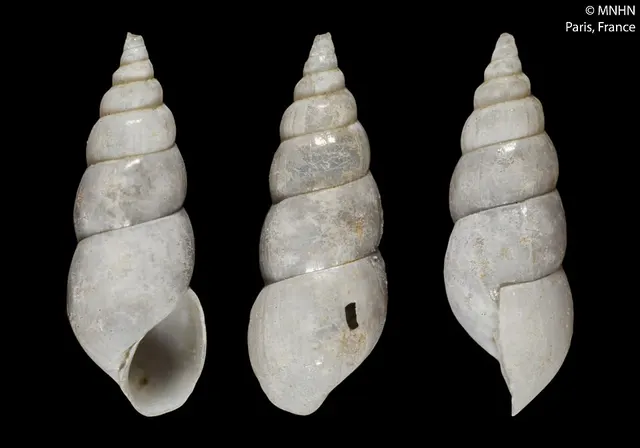 Eulima fischeri