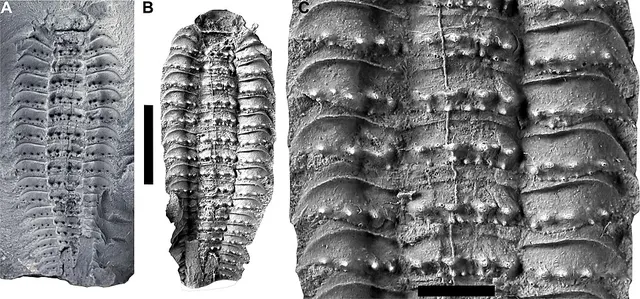 Arthropleura