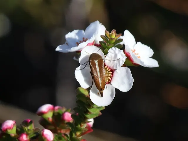 Austromordella niveosuturalis