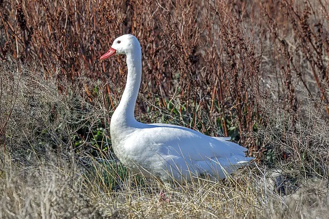Coscoroba swan