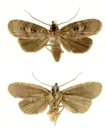 Dunama janewaldronae