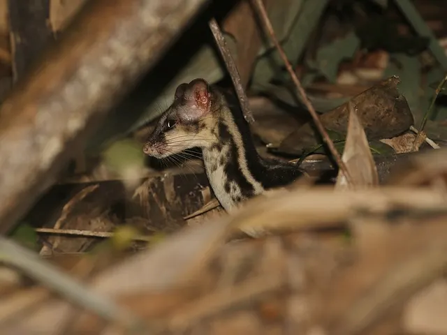 Asiatic linsang