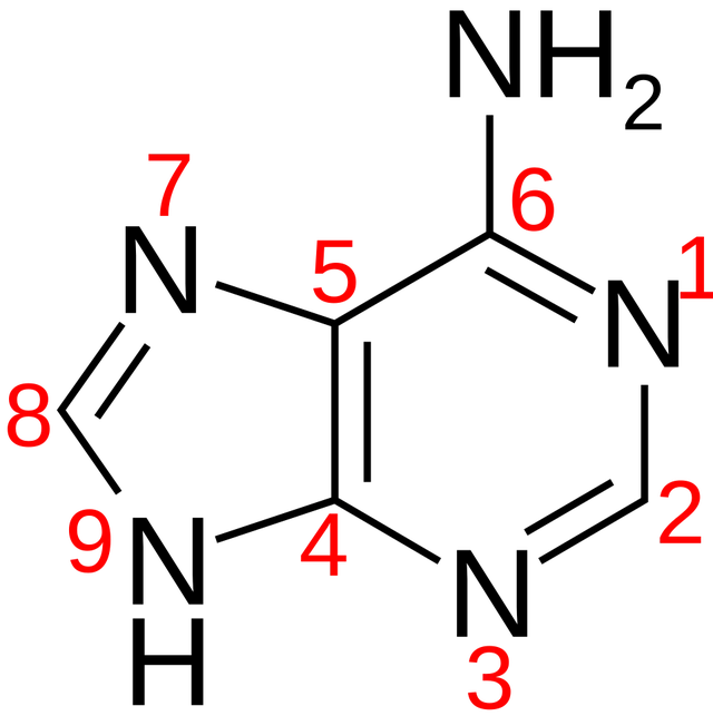 Adénine