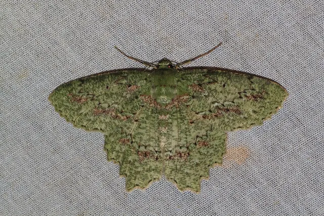 Herochroma urapteraria