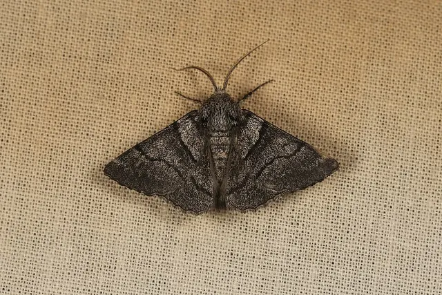 Hypobapta xenomorpha