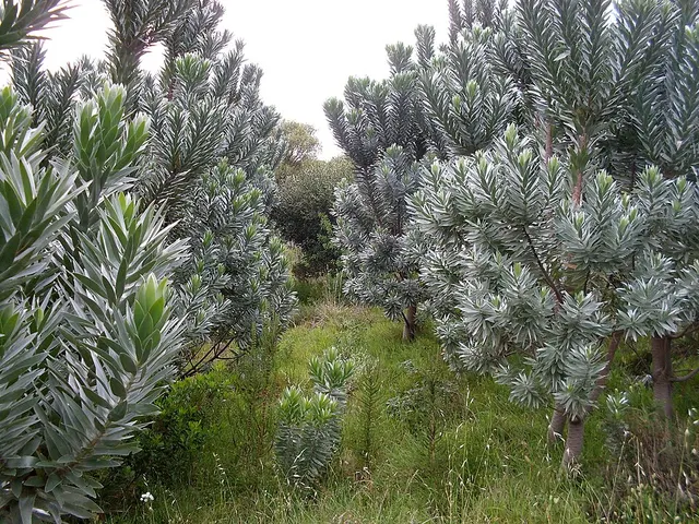 Leucadendron argenteum