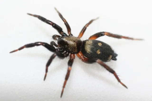 Ground spider