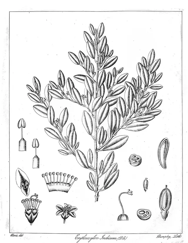 Erythroxylum