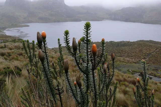 Chuquiraga jussieui