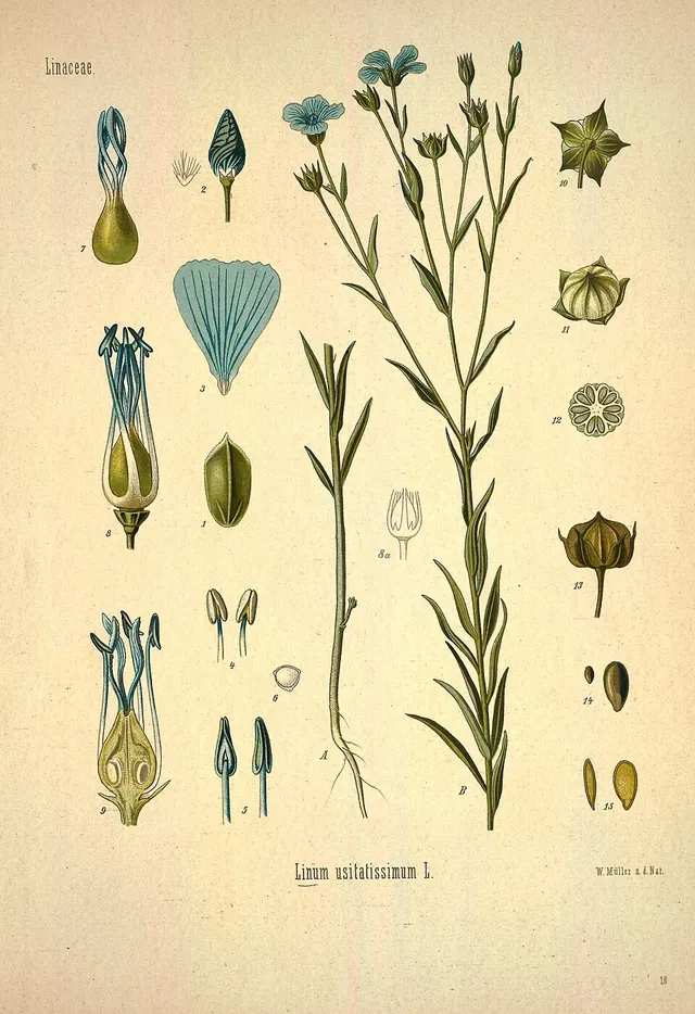 Flax
