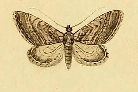 Eupithecia scopariata