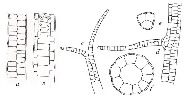 Ulva chaetomorphoides