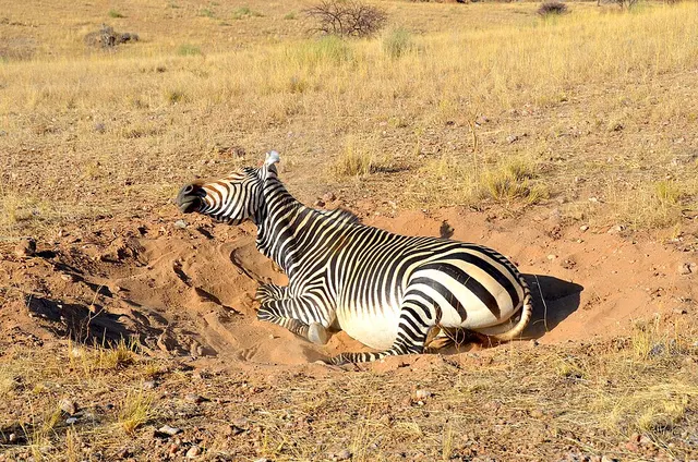 Comfort behaviour in animals