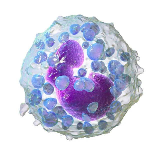 Granulocyte basophile