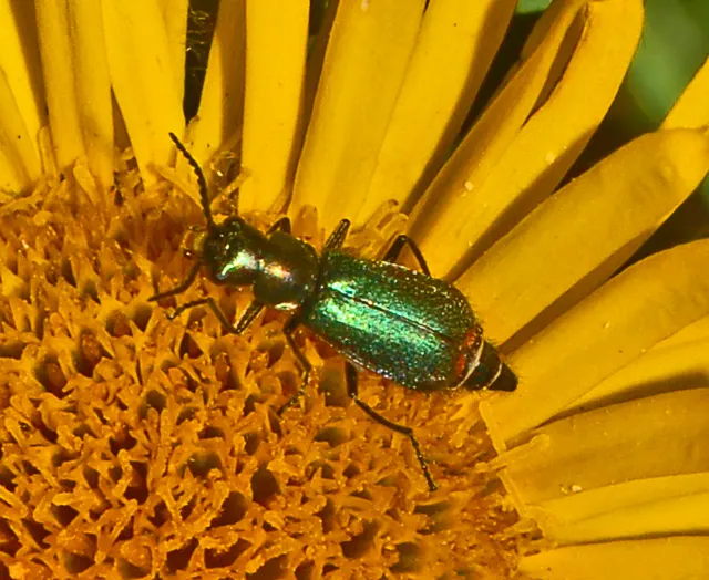 Malachius
