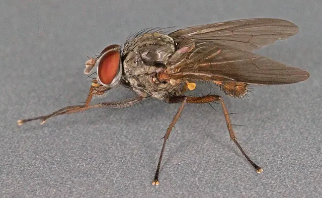 Pegomya winthemi