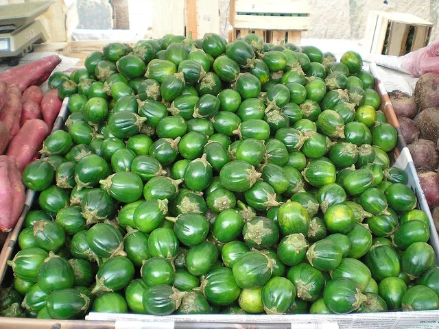 Scarlet eggplant