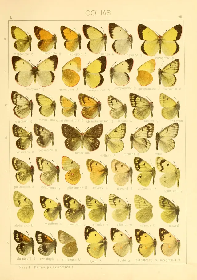Colias sieversi
