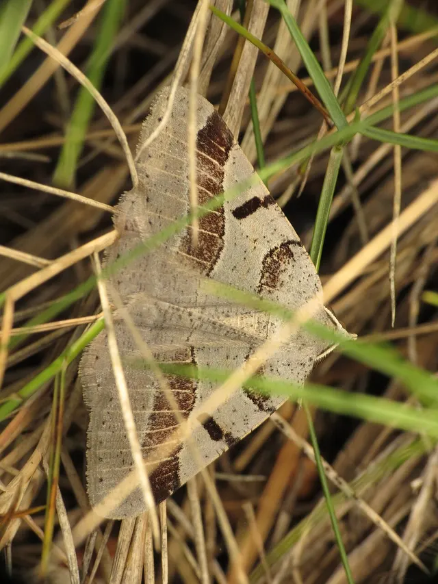 Itame vincularia