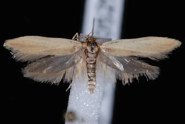 Holcocera immaculella