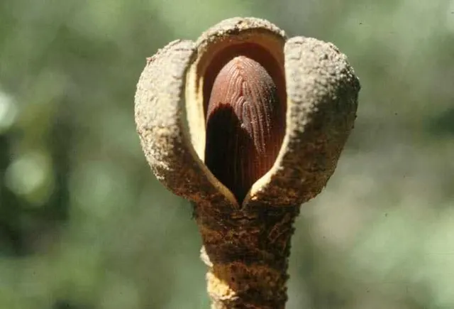 Hydnoroideae