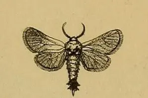 Stygioides colchica