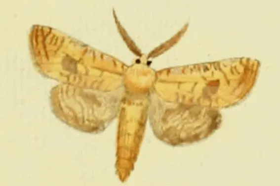 Paracossulus
