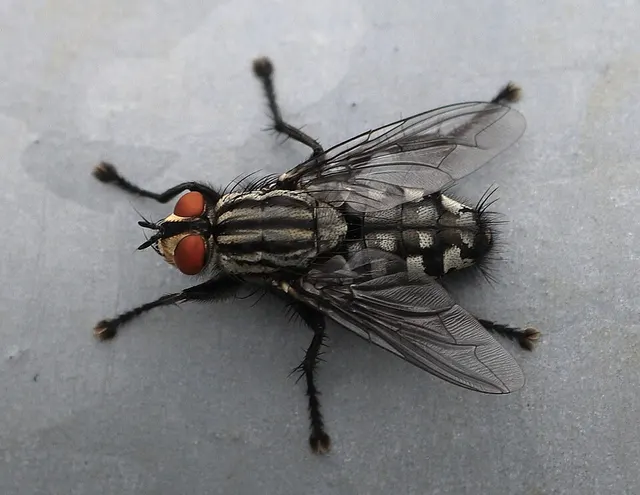 Hexapodes